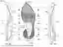 Fig. 26 - Article of footwear having a sole plate
