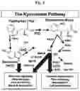 Fig. 02 - CELLULAR COMPOSITION FOR TREATMENT OF DISEASES, DISORDERS OR CONDITIONS AND METHOD OF USE