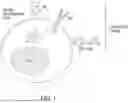 Fig. 02 - Cell-mediated transient delivery of immune-enhancing molecules into the tumor microenvironment
