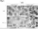 Fig. 02 - Method for Producing Retinal Tissue