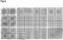 Fig. 09 - Method for Producing Retinal Tissue