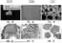 Fig. 22 - Methods for Making Stem Cell-Derived Enteric Neural Crest Cells and Their Use in Enteric Neuropathy Treatment