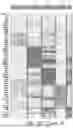 Fig. 41 - Methods for Making Stem Cell-Derived Enteric Neural Crest Cells and Their Use in Enteric Neuropathy Treatment