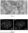 Fig. 17 - ENGINEERED S. TYPHIMURIUM AND USES THEREOF