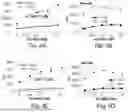 Fig. 06 - Compositions comprising IL-15N72D-based molecules and bacillus calmette-guerin (BCG)