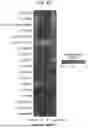Fig. 07 - Multiple Feature Integration With Next-Generation Three-Dimensional in Situ Sequencing