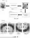 Fig. 23 - Compute system with acne diagnostic mechanism and method of operation thereof