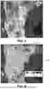Fig. 05 - METHOD AND SYSTEM FOR AUTOMATICALLY CAPTURING AND EXTRACTING DATA FROM IMAGES OF AGRICULTURAL FIELD CROPS AND WEEDS USING MACHINE LEARNING PROCESSES