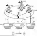 Fig. 01 - Distributed land mobile radio architectures