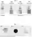 Fig. 08 - SELECTIVE SEPARATION OF HEXACHLOROPLATINATE(IV) DIANIONS BASED ON EXO-BINDING WITH CUCURBIT[6]URIL