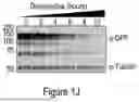 Fig. 06 - PROTEIN DEGRADATION