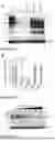 Fig. 08 - PROTEIN DEGRADATION