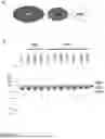 Fig. 22 - PROTEIN DEGRADATION