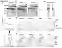Fig. 29 - PEPTIDES WITH MUCIN-BINDING PROPERTIES