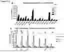 Fig. 31 - PEPTIDES WITH MUCIN-BINDING PROPERTIES