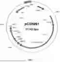 Fig. 02 - CRISPR TRANSIENT EXPRESSION CONSTRUCT (CTEC)