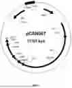 Fig. 06 - CRISPR TRANSIENT EXPRESSION CONSTRUCT (CTEC)