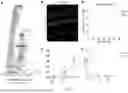 Fig. 02 - ECTOPICALLY EXPRESSED TRANSCRIPTION FACTORS AND USES THEREOF