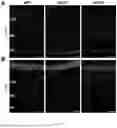 Fig. 07 - ECTOPICALLY EXPRESSED TRANSCRIPTION FACTORS AND USES THEREOF