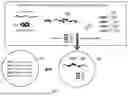 Fig. 02 - METHODS OF BARCODING NUCLEIC ACID FOR DETECTION AND SEQUENCING