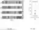 Fig. 197 - Methods and Compositions for Treating Diseases Associated with Exhausted T Cells