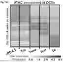 Fig. 49 - Methods and Compositions for Treating Diseases Associated with Exhausted T Cells