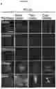 Fig. 10 - BIOMARKERS AND USES THEREOF