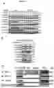 Fig. 16 - BIOMARKERS AND USES THEREOF