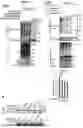 Fig. 19 - BIOMARKERS AND USES THEREOF