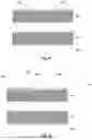 Fig. 06 - CYLINDRICAL BATTERY CELL, BATTERY AND METHOD FOR FORMING CYLINDRICAL BATTERY CELL