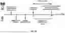 Fig. 35 - Transmission of layer 1 reference signal received power in channel state information during a discontinuous operation