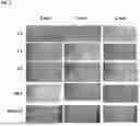 Fig. 05 - HEMOSTATIC COMPOSITIONS AND METHODS OF MAKING THEREOF