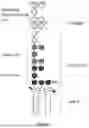 Fig. 02 - METHOD FOR PURIFYING A CATIONIC PROTEIN FRACTION AND FRACTION THUS OBTAINED