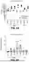 Fig. 07 - MULTIVALENT INFLUENZA VACCINES COMPRISING RECOMBINANT HEMAGGLUTININ AND NEURAMINIDASE AND METHODS OF USING THE SAME