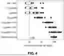 Fig. 08 - MULTIVALENT INFLUENZA VACCINES COMPRISING RECOMBINANT HEMAGGLUTININ AND NEURAMINIDASE AND METHODS OF USING THE SAME