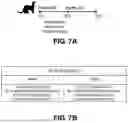 Fig. 13 - MULTIVALENT INFLUENZA VACCINES COMPRISING RECOMBINANT HEMAGGLUTININ AND NEURAMINIDASE AND METHODS OF USING THE SAME