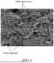 Fig. 02 - ELASTIC CONDUCTIVE FIBER AND METHOD FOR PREPARING THE SAME