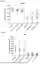 Fig. 08 - CELL-BASED ASSAY FOR DETECTING ANTl-CD3 HOMODIMERS