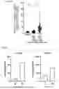 Fig. 09 - METHOD FOR DETECTING AMYLOID-ß BOUND TO BRAIN-NEURONALCELL-DERIVED EXOSOME IN BLOOD, KIT FOR DETECTION OF AMYLOID-ß BOUND TO BRAIN-NEURONAL-CELL-DERIVED EXOSOME IN BLOOD, AND METHOD FOR EVALUATING ACCUMULATION LEVEL OF AMYLOID-ß IN BRAIN