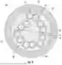 Fig. 09 - INTERMITTENTLY BONDED OPTICAL FIBER RIBBON AND METHOD OF PREPARING SAME