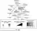 Fig. 117 - METHODS AND SYSTEMS FOR MACHINE LEARNING ANALYSIS OF SINGLE NUCLEOTIDE POLYMORPHISMS IN LUPUS