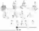 Fig. 126 - METHODS AND SYSTEMS FOR MACHINE LEARNING ANALYSIS OF SINGLE NUCLEOTIDE POLYMORPHISMS IN LUPUS
