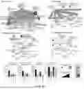 Fig. 133 - METHODS AND SYSTEMS FOR MACHINE LEARNING ANALYSIS OF SINGLE NUCLEOTIDE POLYMORPHISMS IN LUPUS