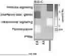 Fig. 156 - METHODS AND SYSTEMS FOR MACHINE LEARNING ANALYSIS OF SINGLE NUCLEOTIDE POLYMORPHISMS IN LUPUS
