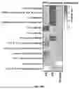 Fig. 158 - METHODS AND SYSTEMS FOR MACHINE LEARNING ANALYSIS OF SINGLE NUCLEOTIDE POLYMORPHISMS IN LUPUS