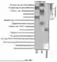 Fig. 159 - METHODS AND SYSTEMS FOR MACHINE LEARNING ANALYSIS OF SINGLE NUCLEOTIDE POLYMORPHISMS IN LUPUS