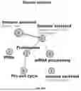 Fig. 197 - METHODS AND SYSTEMS FOR MACHINE LEARNING ANALYSIS OF SINGLE NUCLEOTIDE POLYMORPHISMS IN LUPUS