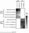 Fig. 72 - METHODS AND SYSTEMS FOR MACHINE LEARNING ANALYSIS OF SINGLE NUCLEOTIDE POLYMORPHISMS IN LUPUS