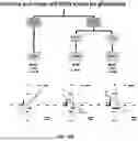 Fig. 85 - METHODS AND SYSTEMS FOR MACHINE LEARNING ANALYSIS OF SINGLE NUCLEOTIDE POLYMORPHISMS IN LUPUS