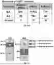 Fig. 93 - METHODS AND SYSTEMS FOR MACHINE LEARNING ANALYSIS OF SINGLE NUCLEOTIDE POLYMORPHISMS IN LUPUS